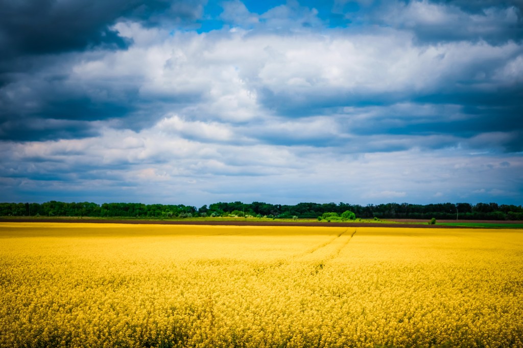 Foto: Olga Subach/Unsplash